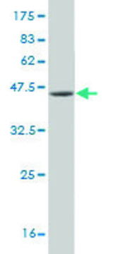 Monoclonal Anti-USP9Y antibody produced in