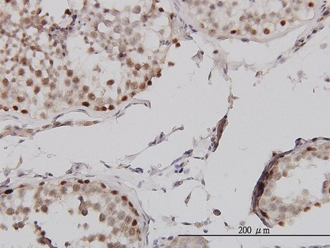 Monoclonal Anti-MLH1 antibody produced in
