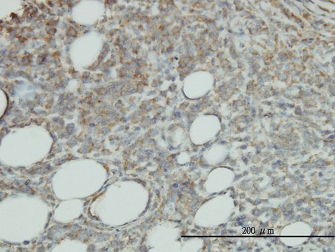 Monoclonal Anti-PROCR antibody produced in