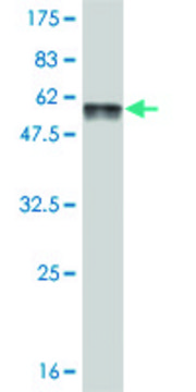 Monoclonal Anti-FTS antibody produced in