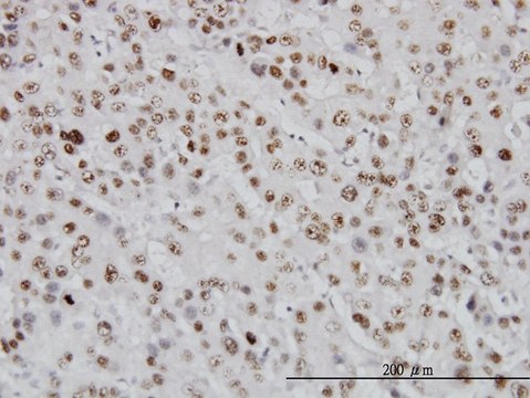 Monoclonal Anti-TOP1 antibody produced in