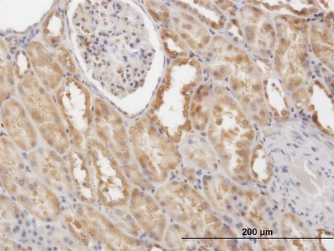 Monoclonal Anti-CFLAR antibody produced in