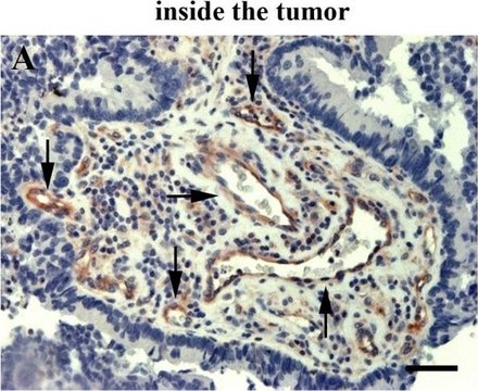 Anti-Mouse IgG (whole molecule)–Peroxidase antibody