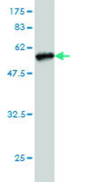Monoclonal Anti-TREM1 antibody produced in
