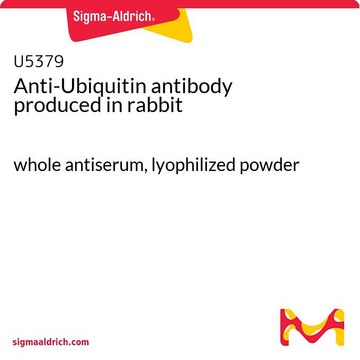 Anti-Ubiquitin antibody produced in rabbit