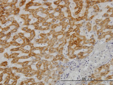 Monoclonal Anti-UBE2G2 antibody produced in