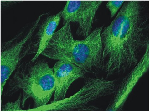 Monoclonal Anti-alphaTubulin antibody produced in