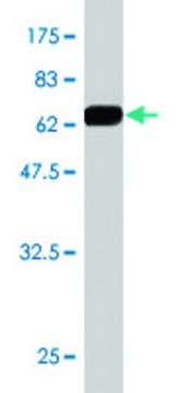 Monoclonal Anti-BCL2L14 antibody produced in