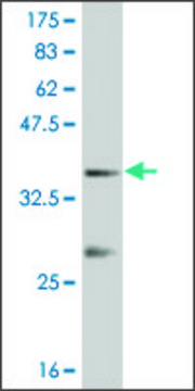 Monoclonal Anti-IPF1 antibody produced in