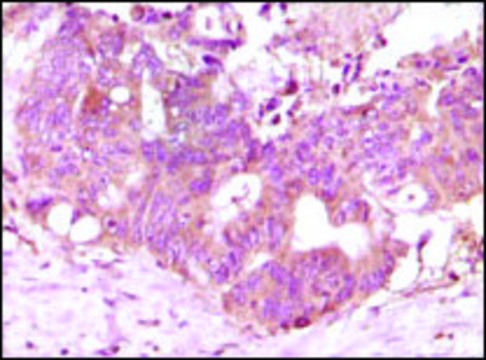 Monoclonal Anti-FGF2 antibody produced in