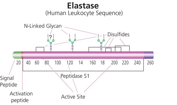 Elastase from human leukocytes