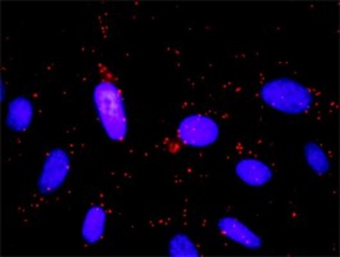 Monoclonal Anti-GNB5 antibody produced in