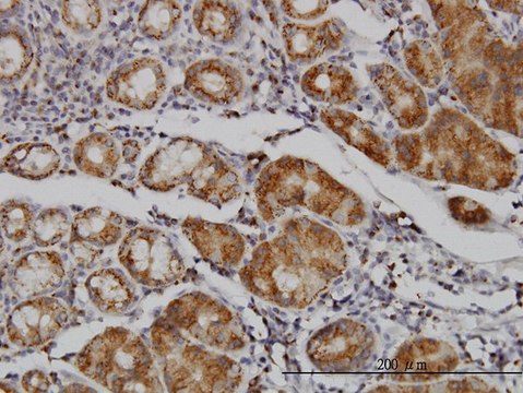Monoclonal Anti-MAN1B1 antibody produced in