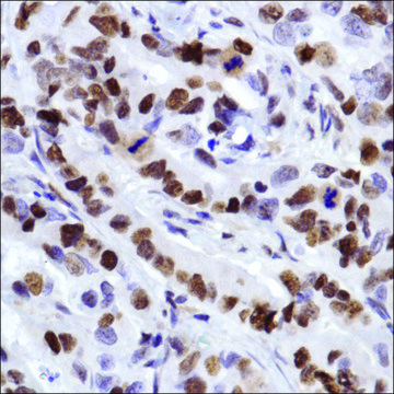 Anti-MCM2 antibody, Rabbit monoclonal