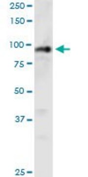Monoclonal Anti-PHC1 antibody produced in