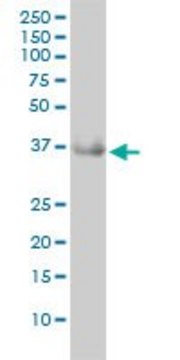 Monoclonal Anti-GRHPR antibody produced in