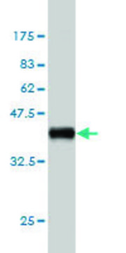 Monoclonal Anti-UNC5B antibody produced in