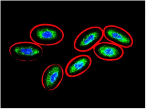 Monoclonal Anti-Vimentin antibody produced in