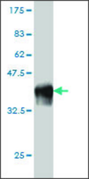 Monoclonal Anti-SCMH1 antibody produced in