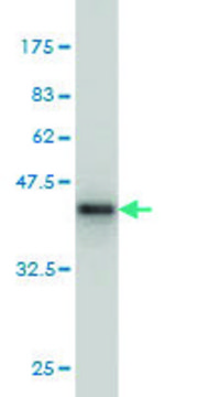 Monoclonal Anti-IL20 antibody produced in