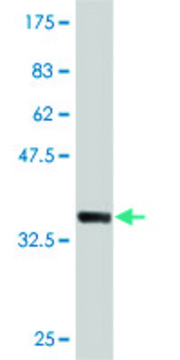 Monoclonal Anti-TNFRSF10B antibody produced in