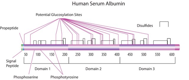RALBUMIN HUMAN, UNITED STATES PHARMACOPE