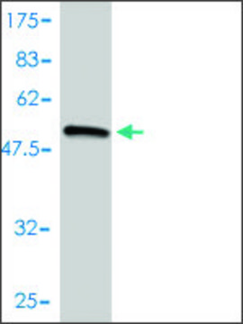 Monoclonal Anti-COL2A1 antibody produced in