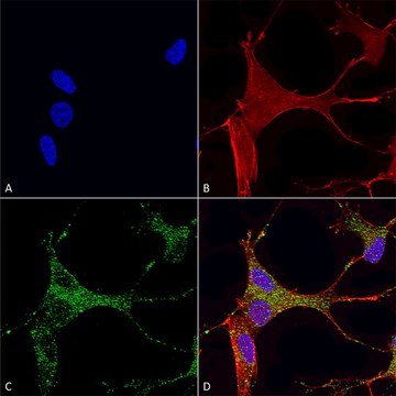 Monoclonal Anti-Mglur1/5 - Hrp antibody