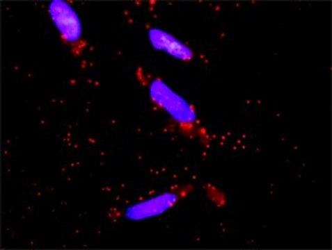 Monoclonal Anti-DUSP9 antibody produced in