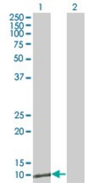 Monoclonal Anti-ZNRD1 antibody produced in