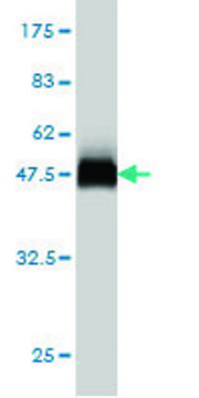 Monoclonal Anti-USP43 antibody produced in