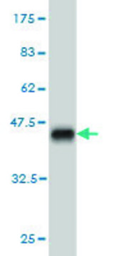 Monoclonal Anti-HELZ antibody produced in
