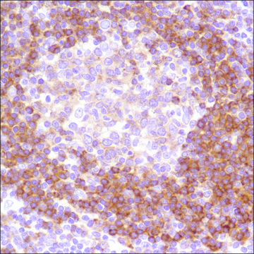 Anti-CD79B antibody, Rabbit monoclonal