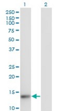 Monoclonal Anti-TXNL4A antibody produced in