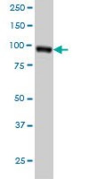 Monoclonal Anti-RALBP1 antibody produced in