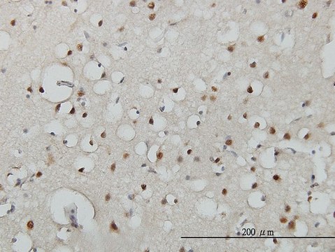 Monoclonal Anti-USF2 antibody produced in