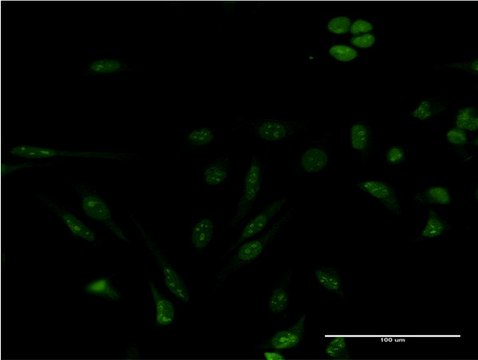 Monoclonal Anti-GEMIN4 antibody produced in