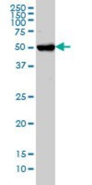 Monoclonal Anti-CHST3 antibody produced in