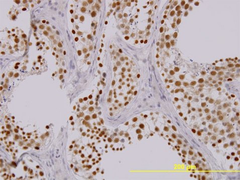 Monoclonal Anti-TAOK1 antibody produced in