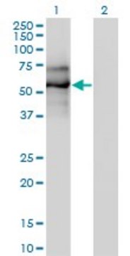 Monoclonal Anti-EBF antibody produced in