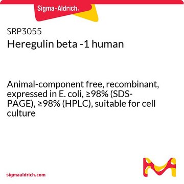 Heregulin beta -1 human