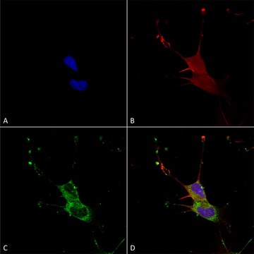 Monoclonal Anti-Neuroligin - Hrp antibody
