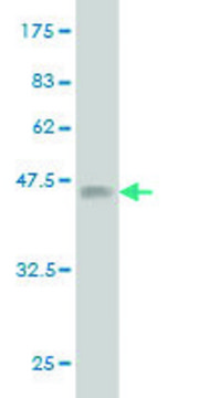 Monoclonal Anti-NRP2 antibody produced in