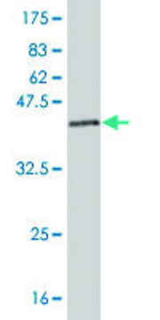 Monoclonal Anti-NDUFAB1 antibody produced in