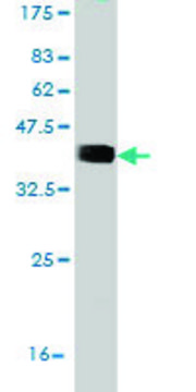 Monoclonal Anti-RNF123 antibody produced in