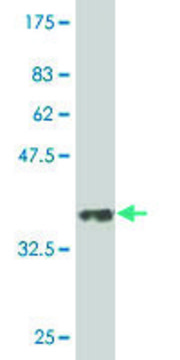 Monoclonal Anti-DLL4 antibody produced in