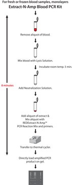 REDExtract-N-Amp™ Blood PCR Kit