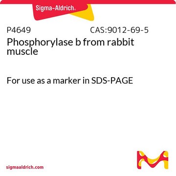 Phosphorylase b from rabbit muscle