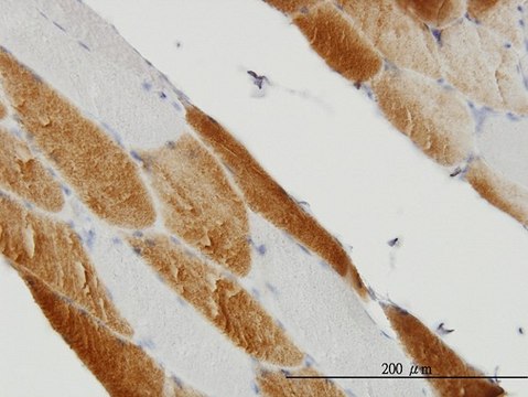 Monoclonal Anti-SDHC antibody produced in