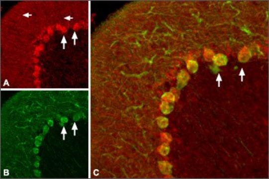 Anti-Pro-BDNF antibody produced in rabbit